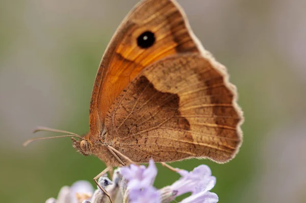 Piękny Motyl Maniola Jurtina Lawendowej Angustifolia Lavandula Słońcu Ogrodzie Ziołowym — Zdjęcie stockowe