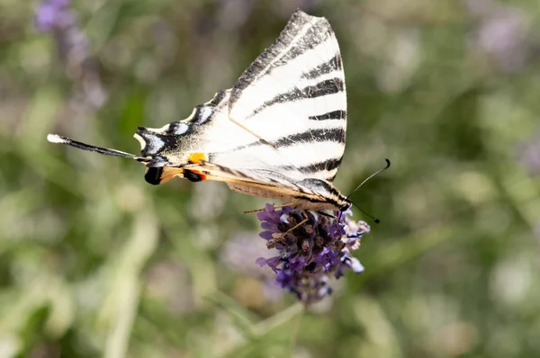 Όμορφη Πεταλούδα Papilio Machaon Στη Λεβάντα Angustifolia Lavandula Στο Φως — Φωτογραφία Αρχείου