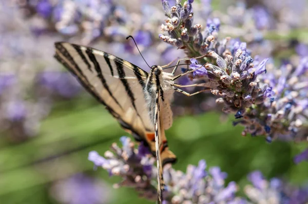 Красивый Papilio Machaon Бабочка Лаванде Angustifolia Lavandula Солнечном Свете Саду — стоковое фото