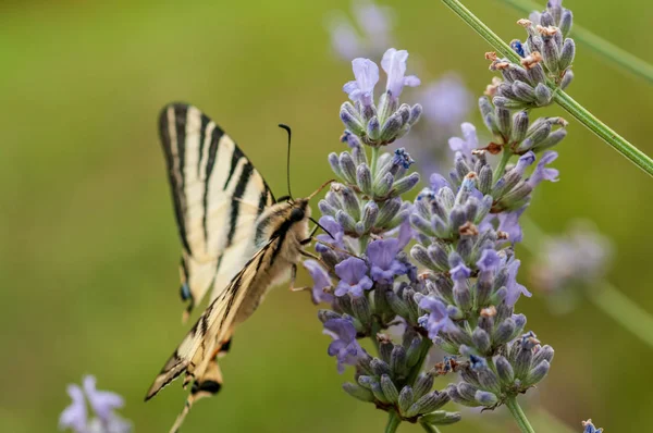 Magnifique Papillon Papilio Machaon Sur Lavande Angustifolia Lavandula Soleil Dans — Photo