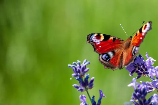 Bela Borboleta Aglais Urticae Lavanda Angustifolia Lavandula Luz Solar Jardim — Fotografia de Stock