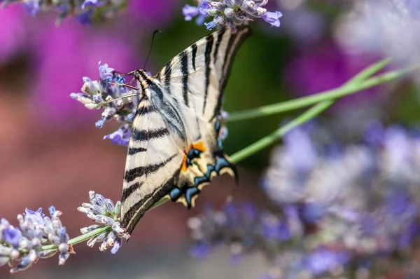 Όμορφη Πεταλούδα Papilio Machaon Στη Λεβάντα Angustifolia Lavandula Στο Φως — Φωτογραφία Αρχείου