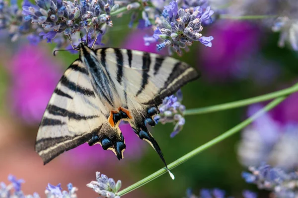 Schöner Papilio Machaon Schmetterling Auf Lavendel Angustifolia Lavandula Sonnenlicht Kräutergarten — Stockfoto