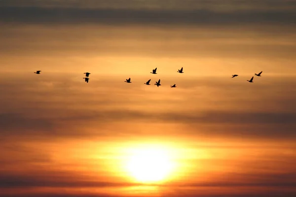 Sundown Flying Goose — Stock Photo, Image