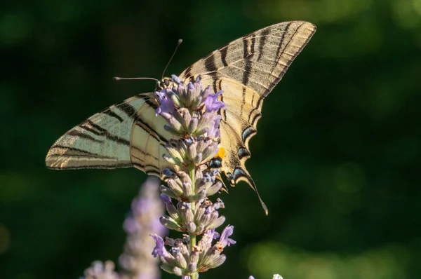 Magnifique Papillon Papilio Machaon Sur Lavande Angustifolia Lavandula Soleil Dans — Photo