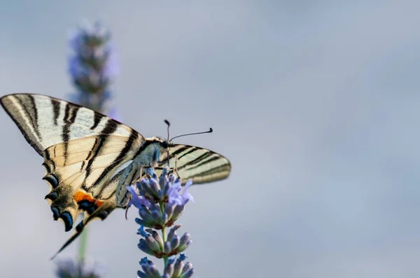 Όμορφη Πεταλούδα Papilio Machaon Στη Λεβάντα Angustifolia Lavandula Στο Φως — Φωτογραφία Αρχείου