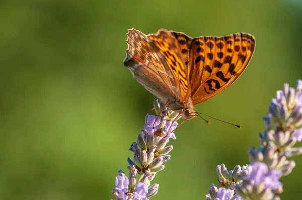 Hermosa Mariposa Argynnis Paphia Luz Del Sol Jardín Hierbas —  Fotos de Stock