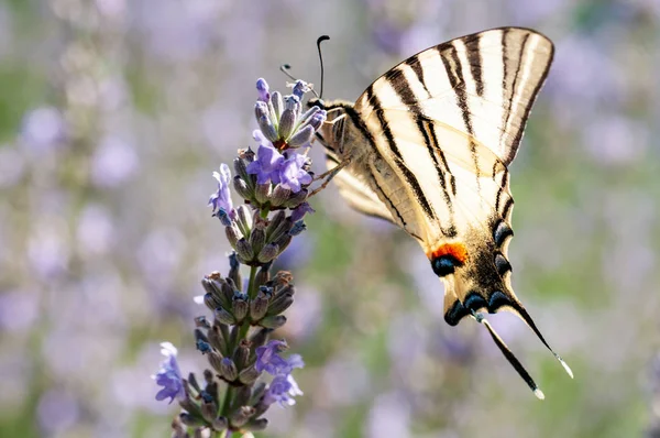 Красивый Papilio Machaon Бабочка Лаванде Angustifolia Lavandula Солнечном Свете Саду — стоковое фото