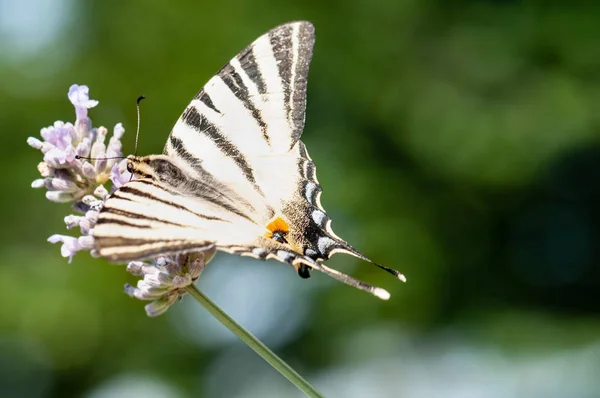 Piękny Papilio Machaon Motyl Lawendowej Angustifolia Lavandula Słońcu Ogrodzie Ziołowym — Zdjęcie stockowe