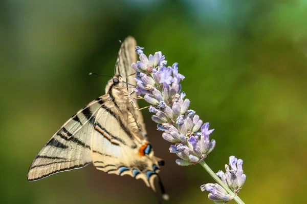 Όμορφη Πεταλούδα Papilio Machaon Στη Λεβάντα Angustifolia Lavandula Στο Φως — Φωτογραφία Αρχείου