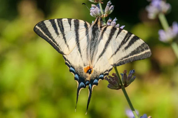 Gyönyörű Papilio Makaróni Pillangó Levendula Angustifolia Lavandula Napfényben Gyógynövénykertben — Stock Fotó