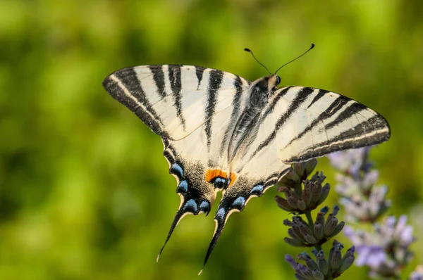 Όμορφη Πεταλούδα Papilio Machaon Στη Λεβάντα Angustifolia Lavandula Στο Φως — Φωτογραφία Αρχείου