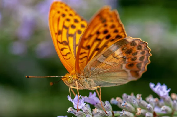 Beautiful Argynnis Paphia Butterfly Sunlight Herb Garden — Stock Photo, Image