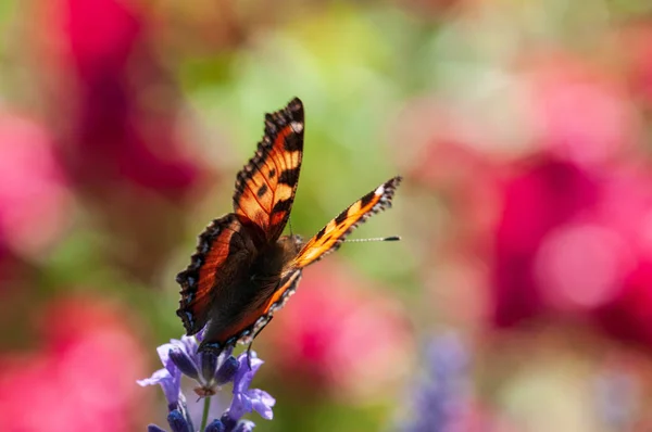 Hermosa Mariposa Aglais Urticae Lavanda Angustifolia Lavandula Luz Del Sol — Foto de Stock