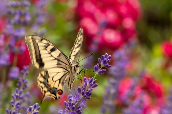 美丽的蝴蝶点缀在草木花园里的薰衣草和阳光下的黄花 — 图库照片