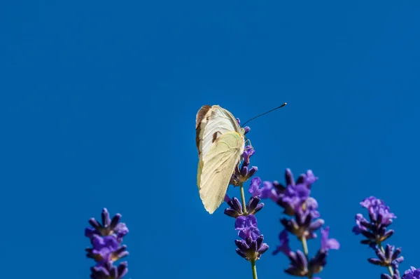 美丽的兰花蝴蝶缀在薰衣草上 黄花缀缀在草木花园里的阳光下 — 图库照片