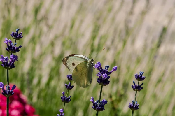 Красивая Бабочка Leptidea Sinapis Лаванде Ангустифолия Lavandula Солнечном Свете Травяном — стоковое фото