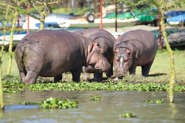 Hippopotames Qui Tiennent Très Près Lieu Stockage Pour Les Bateaux — Photo