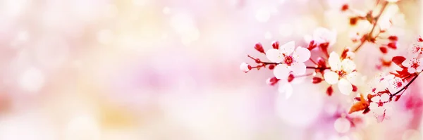 Flowers Spring Blossom Sunny Day Light Bokeh Background — Stock Photo, Image