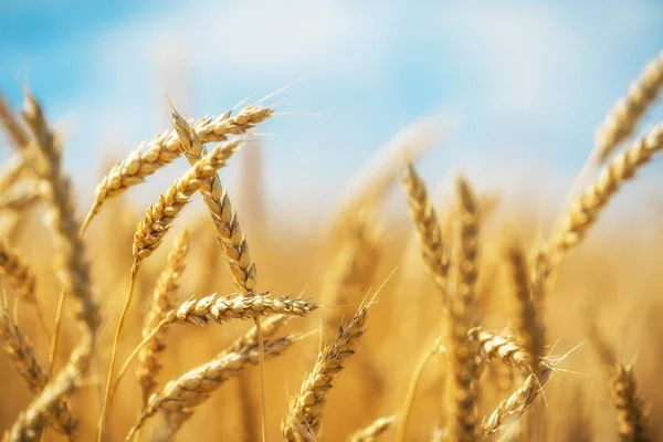 Пшеничное Поле Зерноводство Сельское Хозяйство — стоковое фото