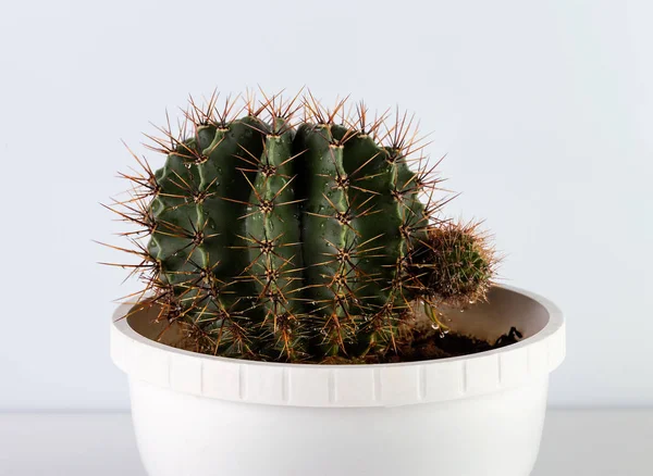 Tropische Plant Cactus Cactussen — Stockfoto