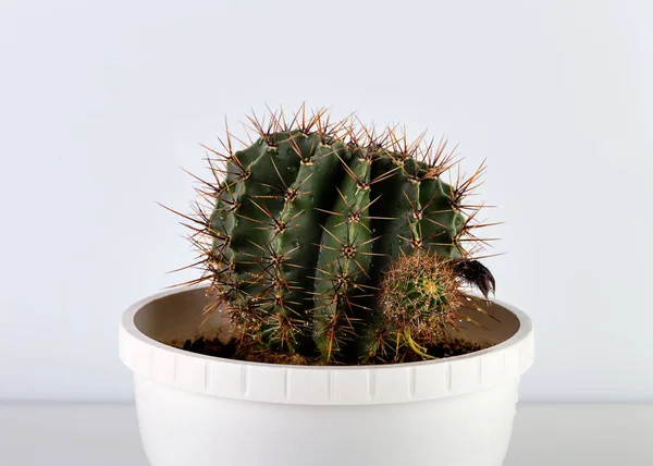 Ronde Cactus Een Witte Pot Met Een Proces — Stockfoto