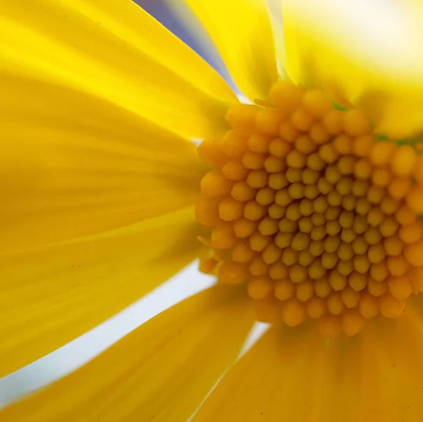 Piękne Botaniczne Ujęcie Naturalna Tapeta — Zdjęcie stockowe