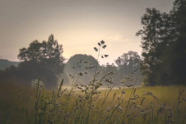 Meadow Early Morning — Stock Photo, Image