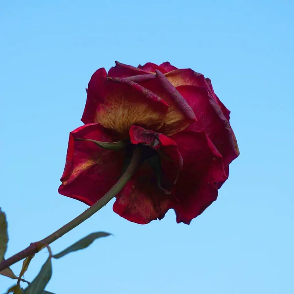 Schöne Blumen Blumiges Konzept Hintergrund — Stockfoto