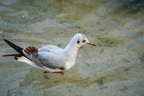 Parktaki Martı — Stok fotoğraf