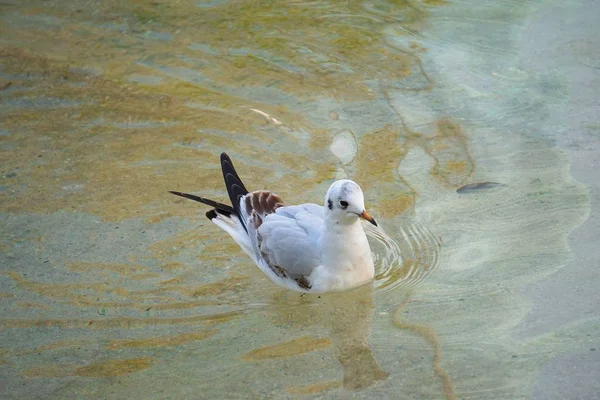 Möwe Park — Stockfoto