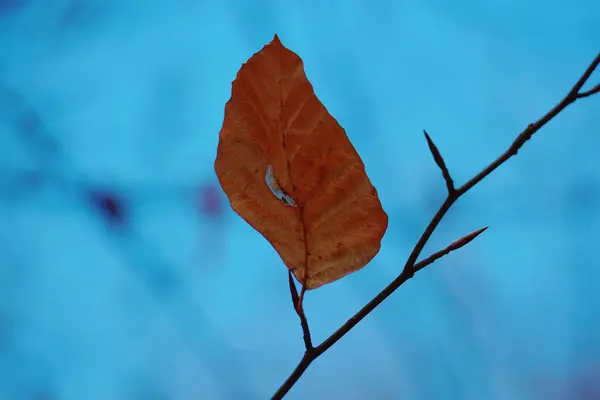 Texture Feuille Arbre Brun — Photo