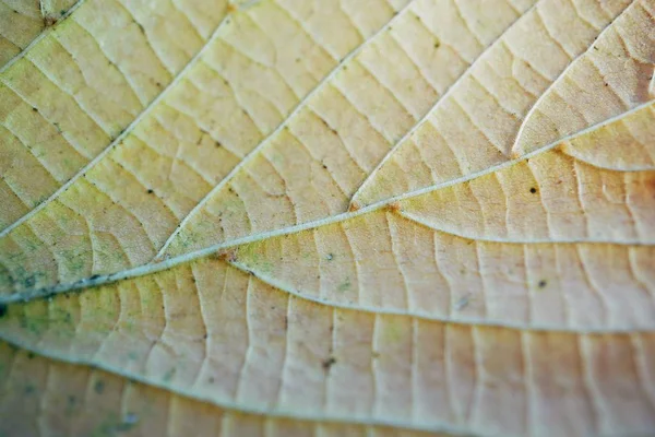 Brown Tree Leaf Texture — Stock Photo, Image