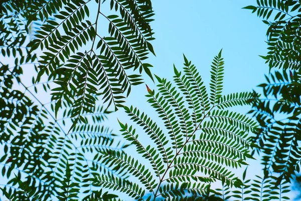 Bladeren Flora Gebladerte Van Bomen — Stockfoto