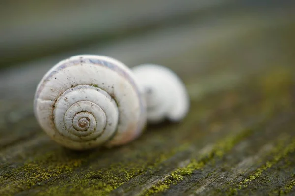 Escargot Dans Nature — Photo