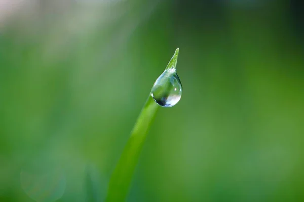 Gotas Nas Folhas Verdes — Fotografia de Stock