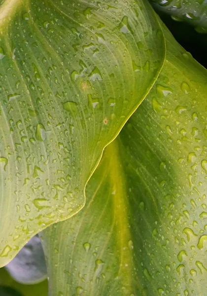 美丽的植物学照片 天然壁纸 — 图库照片