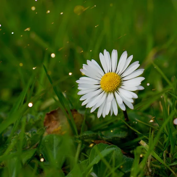 Fiore Margherita Giardino — Foto Stock