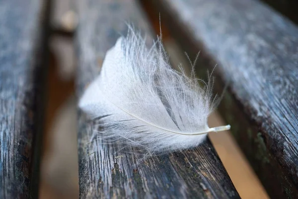 自然の中で白い羽が — ストック写真