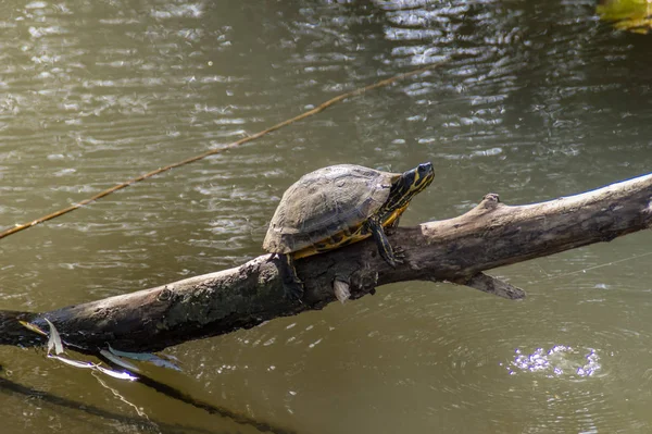 Exotische Schildpad Dier Natuur Fauna — Stockfoto
