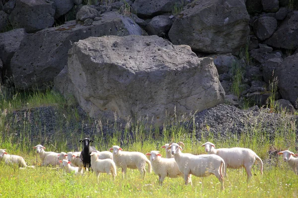 Owce Kamieniołomie Zinst Bawaria — Zdjęcie stockowe