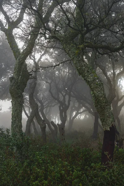 Glimmer Licht Het Hout Ondergedompeld Mist — Stockfoto