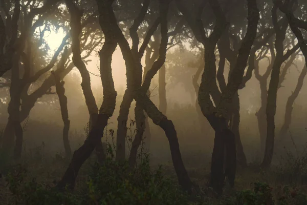 Lichtschimmer Wald Nebel — Stockfoto