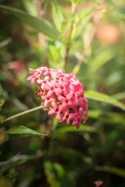 Imagen Fondo Las Flores Colores Naturaleza Fondo — Foto de Stock