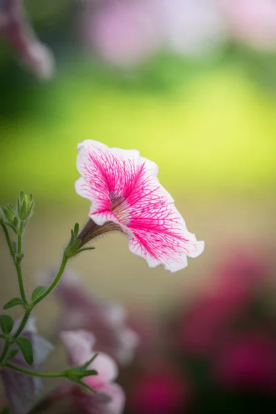 Imagem Fundo Das Flores Coloridas Natureza Fundo — Fotografia de Stock