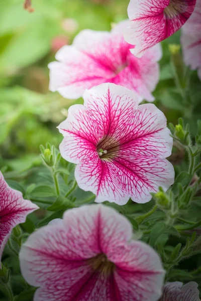 Imagem Fundo Das Flores Coloridas Natureza Fundo — Fotografia de Stock