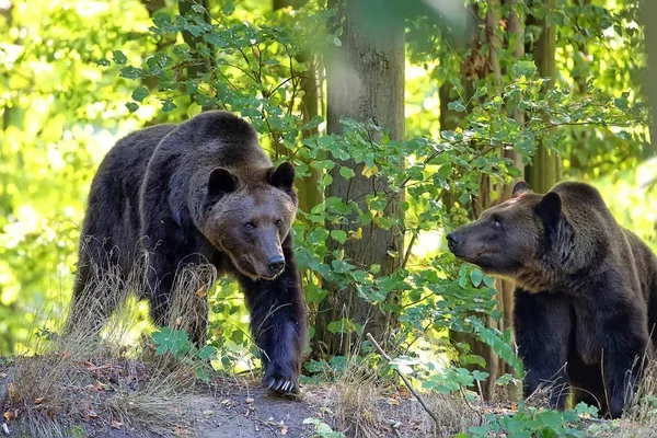 Bruine Beren Het Bos Het Wild — Stockfoto