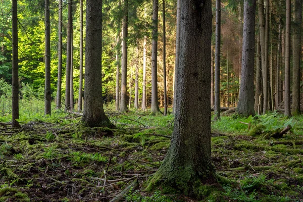 가문비나무와 소나무 Bialowieza 폴란드 유럽으로 풍부한 — 스톡 사진