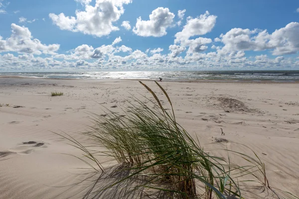 Prázdná Pláž Pod Modrou Oblapou Oblohou Trávou Popředí Palanga Litva — Stock fotografie