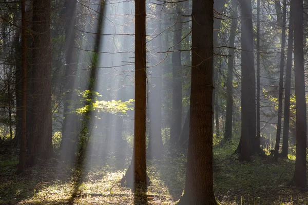 Raggio Sole Entrata Ricca Foresta Decidua Mattina Nebbiosa Con Vecchi — Foto Stock